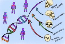 Un nuevo enfoque computacional identifica ADN humano heredado de ancestros "fantasma"