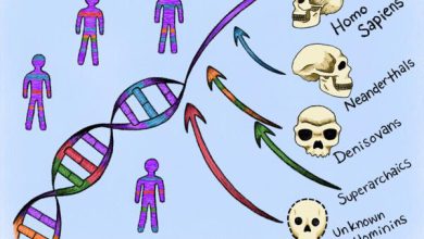 Un nuevo enfoque computacional identifica ADN humano heredado de ancestros "fantasma"