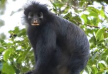 Descubren a Likweli, una nueva especie de mono de labios anaranjados