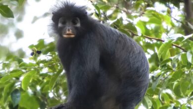 Descubren a Likweli, una nueva especie de mono de labios anaranjados