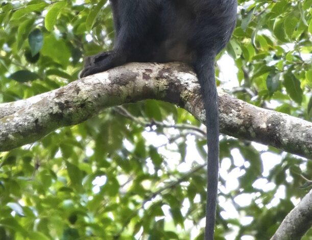 Descubren a Likweli, una nueva especie de mono de labios anaranjados