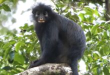 Descubren a Likweli, una nueva especie de mono de labios anaranjados