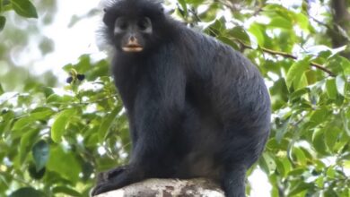 Descubren a Likweli, una nueva especie de mono de labios anaranjados