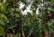 Descubren cuatro nuevas variedades genéticas de cacao en Perú