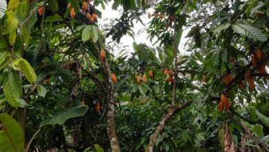 Descubren cuatro nuevas variedades genéticas de cacao en Perú