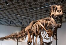 Un esqueleto de T. Rex se vende por un récord de 50,1 millones en subasta en Nueva York