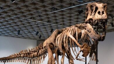 Un esqueleto de T. Rex se vende por un récord de 50,1 millones en subasta en Nueva York