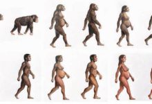 Los azúcares naturales han sido fundamentales para la evolución del cerebro humano