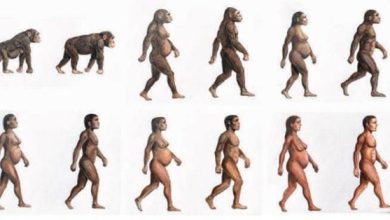 Los azúcares naturales han sido fundamentales para la evolución del cerebro humano