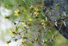 Plantas carnívoras: Darwin lo predijo hace 150 años y la ciencia lo confirma