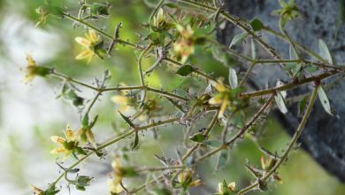Plantas carnívoras: Darwin lo predijo hace 150 años y la ciencia lo confirma
