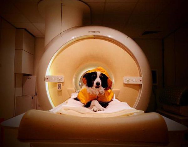 Los perros pueden distinguir entre el miedo y la tristeza en los rostros humanos