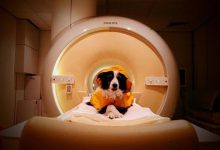 Los perros pueden distinguir entre el miedo y la tristeza en los rostros humanos