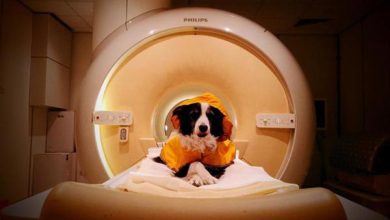 Los perros pueden distinguir entre el miedo y la tristeza en los rostros humanos