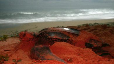 La tortuga marina más grande del mundo vuelve a anidar en Panamá después de casi diez años