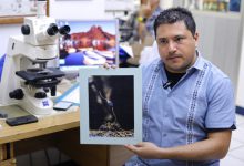 Descubren en México seis hongos zombis, uno bautizado en honor a Guillermo del Toro