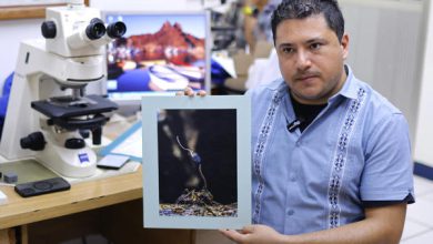Descubren en México seis hongos zombis, uno bautizado en honor a Guillermo del Toro