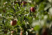 Aceites vegetales encapsulados en arcillas, una alternativa ecológica a los antibióticos