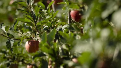 Aceites vegetales encapsulados en arcillas, una alternativa ecológica a los antibióticos