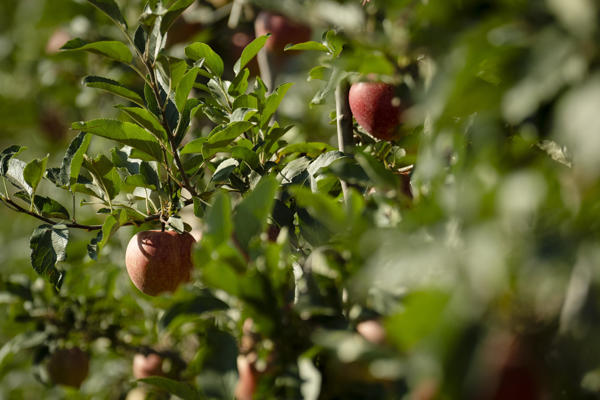 Aceites vegetales encapsulados en arcillas, una alternativa ecológica a los antibióticos