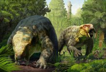 Identifican en Tanzania una nueva especie de animal prehistórico de 240 millones de años