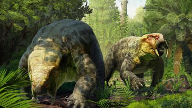 Identifican en Tanzania una nueva especie de animal prehistórico de 240 millones de años