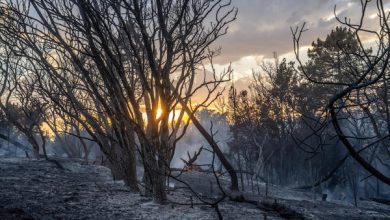 La ESA quiere utilizar IA y satélites para detectar incendios en tiempo casi real
