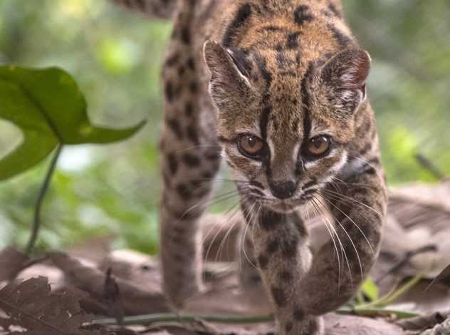 Descubren en Bolivia una nueva especie de felino, la primera en más de un siglo