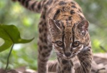 Descubren en Bolivia una nueva especie de felino, la primera en más de un siglo
