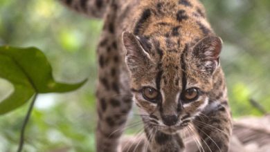 Descubren en Bolivia una nueva especie de felino, la primera en más de un siglo