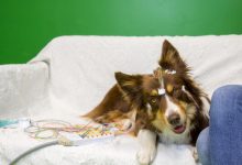 Los perros, como los humanos, tienen preferencia por las consonantes