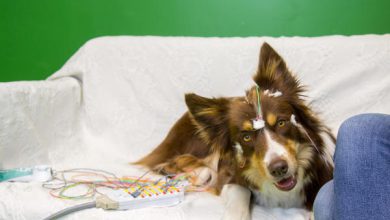 Los perros, como los humanos, tienen preferencia por las consonantes