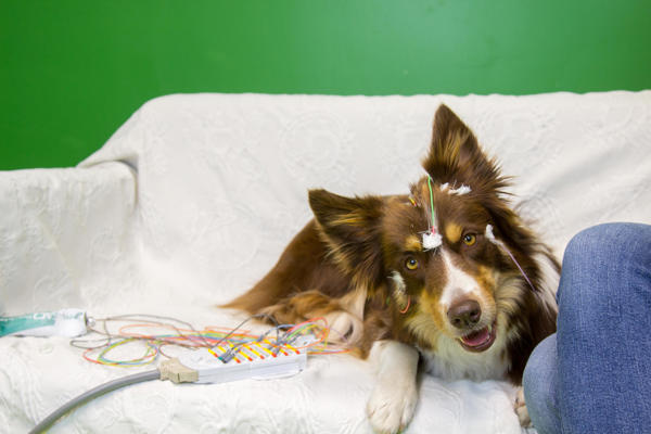 Los perros, como los humanos, tienen preferencia por las consonantes