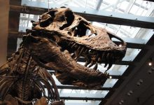 El Tyrannosaurus rex era de sangre caliente y se sabe por sus dientes