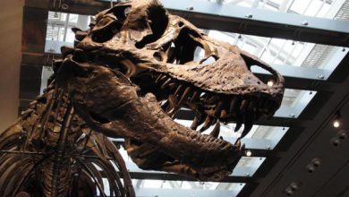 El Tyrannosaurus rex era de sangre caliente y se sabe por sus dientes