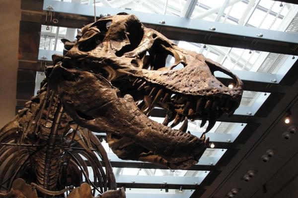 El Tyrannosaurus rex era de sangre caliente y se sabe por sus dientes