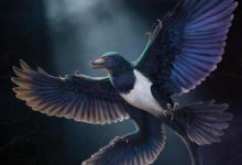 Los dinosaurios y las aves desarrollaron la capacidad de vuelo de manera independiente