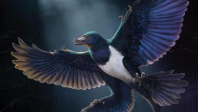 Los dinosaurios y las aves desarrollaron la capacidad de vuelo de manera independiente