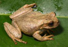 Descubren en bosques de Andes peruanos a una nueva especie de rana marsupial
