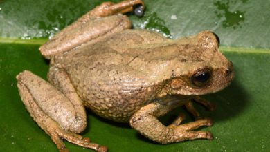 Descubren en bosques de Andes peruanos a una nueva especie de rana marsupial