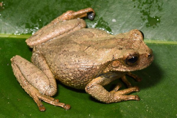Descubren en bosques de Andes peruanos a una nueva especie de rana marsupial