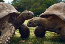 ¿Qué secreto de longevidad atesora una tortuga de 194 años?