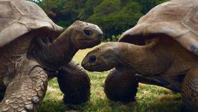 ¿Qué secreto de longevidad atesora una tortuga de 194 años?