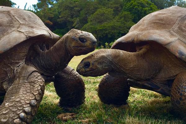 ¿Qué secreto de longevidad atesora una tortuga de 194 años?