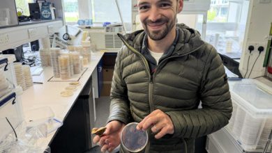 Hongos para ayudar a sobrevivir a los árboles: una apuesta escocesa por la reforestación